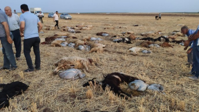 Mardin’de 110 hayvan zehirlendi 