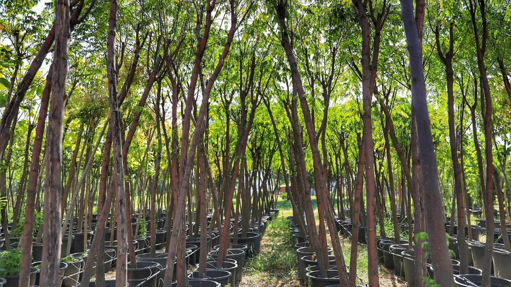 Kayapınar kendi yeşilini kendi üretiyor 